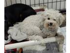 Adopt Polaris a Bichon Frise