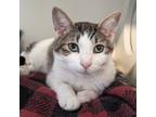 Adopt Saeve a Domestic Short Hair