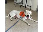 Adopt Mae a Pit Bull Terrier, Dogo Argentino