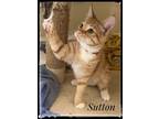 Adopt Sutton a Domestic Short Hair