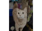 Adopt Walinda a Domestic Short Hair, Tabby