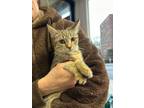 Adopt Thumper and Kady a Tabby