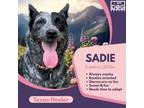 Adopt Sadie a Cattle Dog, Australian Shepherd