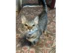 Adopt Wendy a Domestic Short Hair