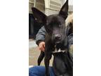 Adopt Delilah a Pit Bull Terrier