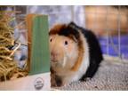 Adopt Chuck a Guinea Pig