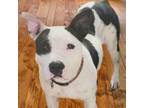 Adopt Cricket a Pit Bull Terrier