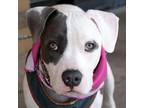 Adopt Angel a American Staffordshire Terrier