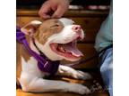 Adopt Moo a Pit Bull Terrier