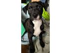 Adopt Sapphire a Pit Bull Terrier, Hound