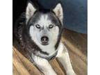 Adopt Nala a Husky