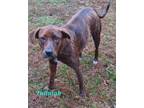 Adopt Tallulah a Plott Hound