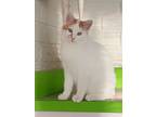 Adopt Abby a American Shorthair