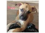 Adopt ANN a Pit Bull Terrier, Black Mouth Cur