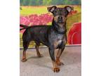 Adopt Vivienne a Miniature Pinscher, Mixed Breed