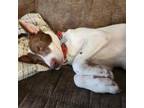 Adopt Ginger a Cattle Dog, Bull Terrier