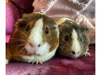 Adopt Desi & Lucy a Guinea Pig