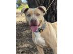 Adopt Lilah a Pit Bull Terrier