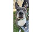 Adopt Winnie a American Staffordshire Terrier