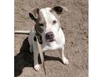 Adopt Gracie a Pit Bull Terrier