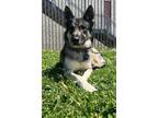 Adopt Sapphire a Shepherd, Siberian Husky