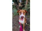 Adopt Coral a Greyhound, Pointer