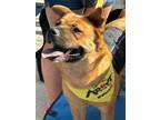 Adopt Scarlet Chowhansson a Chow Chow, Jindo