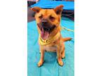 Adopt Scarlet Chowhansson a Chow Chow, Jindo