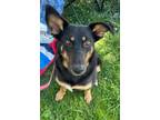 Adopt Lucy a German Shepherd Dog, Cattle Dog