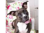 Adopt April a Staffordshire Bull Terrier
