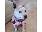 Adopt Fiona a Mixed Breed, Pit Bull Terrier