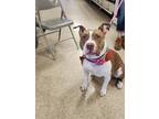 Adopt Rosie a American Staffordshire Terrier