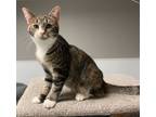 Adopt Carrie a Domestic Short Hair