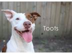 Adopt Tootsie (Toots) a Bull Terrier, Foxhound
