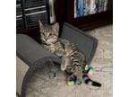 Adopt Sandy a Domestic Short Hair