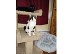 Adopt Ophelia a Domestic Short Hair