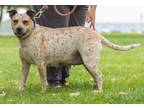 Adopt Chili a Australian Cattle Dog / Blue Heeler, Pit Bull Terrier