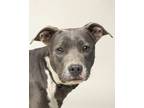 Adopt Gray Lady a American Staffordshire Terrier, Blue Lacy