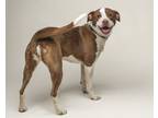 Adopt Honey a American Staffordshire Terrier, English Pointer