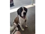 Adopt Halsey a Saint Bernard