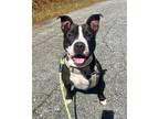 Adopt Happy a Pit Bull Terrier