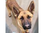 Adopt Enzo a German Shepherd Dog