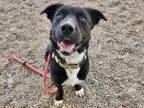 Adopt TED a Pit Bull Terrier, Mixed Breed