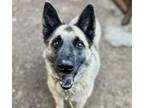 Adopt CHEWBACCA a German Shepherd Dog