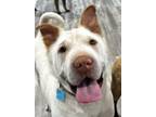 Adopt Maximus a Shar-Pei, German Shepherd Dog