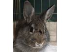 Adopt Yoink a Lionhead