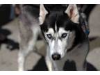 Adopt Blue a Siberian Husky, Alaskan Malamute