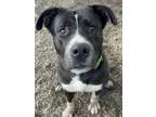 Adopt Dale a Pit Bull Terrier