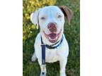 Adopt Donner a Pit Bull Terrier
