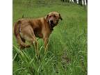 Adopt TROOPER a Rhodesian Ridgeback, Labrador Retriever